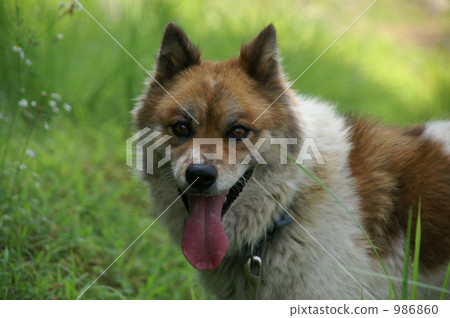 在該國一槍 986860