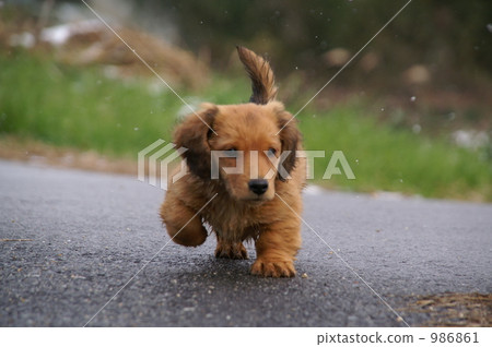 雪在跳舞和摔倒時跑的狗 986861