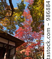 Autumn leaves colorful 986884
