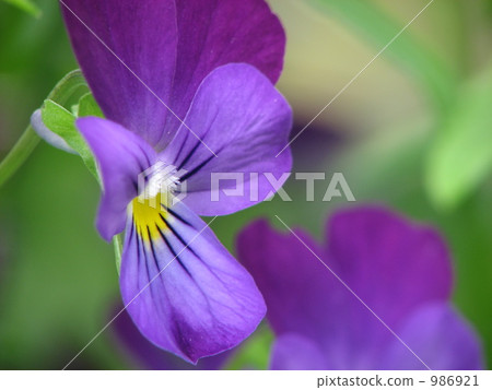violet 986921