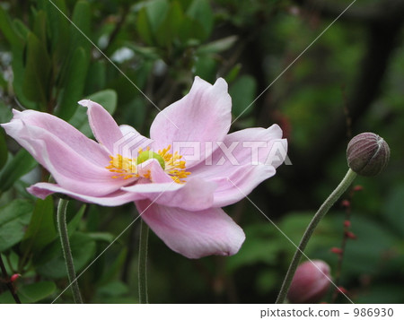 Shumayigiku (Autumn) 986930