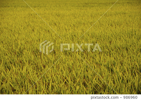 grain, rural districts, good harvest 986960