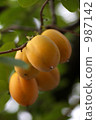 Persimmon nuts 987142