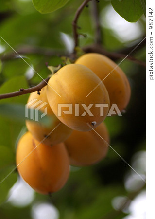Persimmon nuts Persimmon nuts 987142