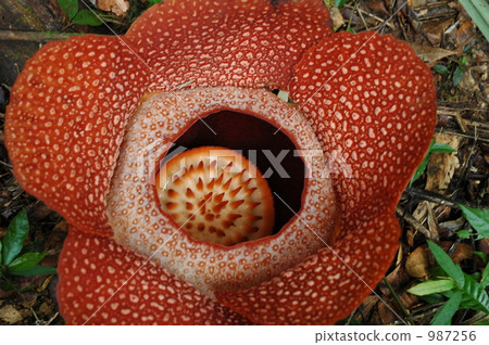 The world's largest flower Rafflesia The world's largest flower Rafflesia 987256