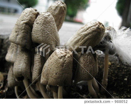 Mushrooms seen in cities Mushrooms seen in cities 988052