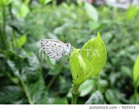 下雨天。 Shizimi蝴蝶停在花園的葉子上。 988054