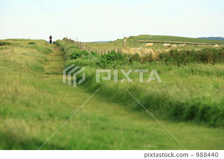 grass field, grassland, grasslands 988440