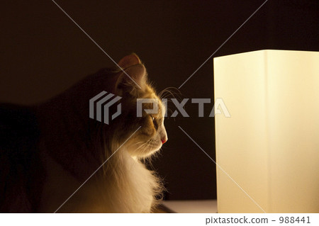 Light and a cat Light and a cat 988441