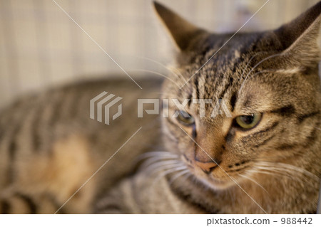 Cat Cat 988442