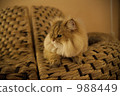 一隻貓 988449