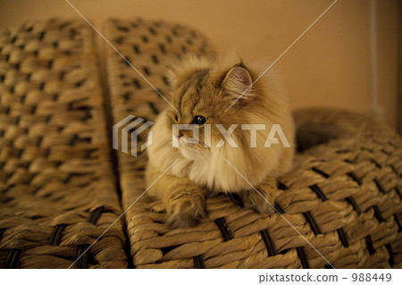 一隻貓 一隻貓 988449