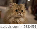 一隻貓 988454