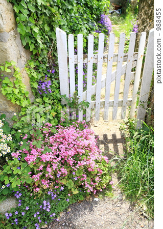bloom, blossom, blossoms 988455