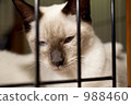 籠貓 988460