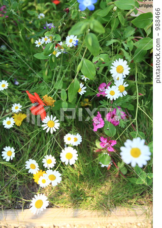 雛菊 花朵 花 988466