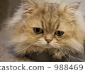 一隻貓 988469