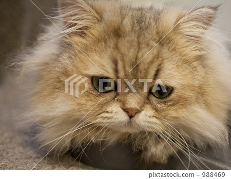 Cat Cat 988469