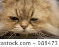 睡覺的貓 988473