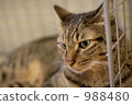 一隻貓 988480