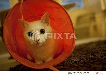 巡航的貓 巡航的貓 988482