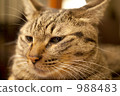 一隻貓 988483