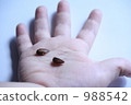 palm, the palm of one's hand, seed 988542
