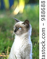 himalayan, cat, pet 988688