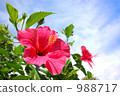 粉紅色的芙蓉 988717