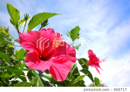 Pink hibiscus Pink hibiscus 988717
