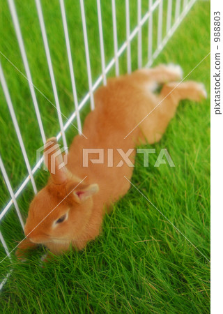 Usagi (Netherland Dwarf) 988803