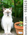 cat, himalayan, pet 988828