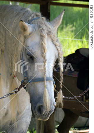一匹編織的白馬 989198