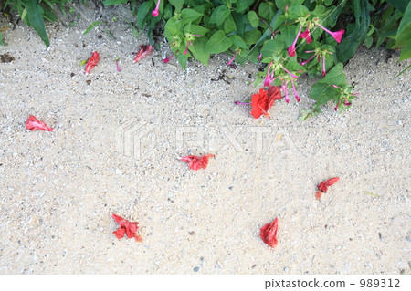 hibiscus, sand, sandy 989312