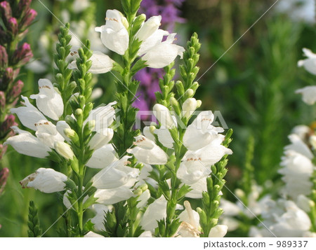 White flower Tora no Tail (Hanatraneo) White flower Tora no Tail (Hanatraneo) 989337
