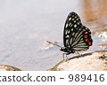  Red-faced red turtle 989416