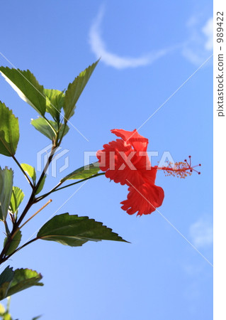 hibiscus, bloom, blossom 989422