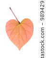 Heart shaped leaf 989429