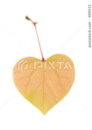 Heart shaped leaf Heart shaped leaf 989432