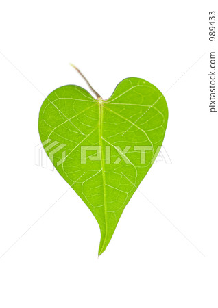 Heart shaped leaf Heart shaped leaf 989433