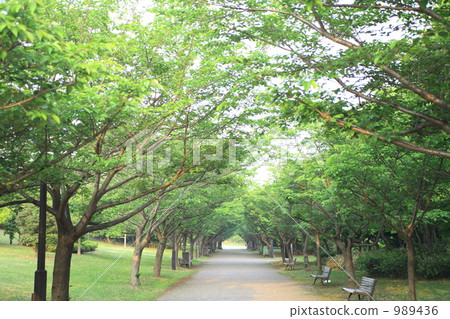 tree-lined road, sunshine filtering through foliage, sunlight through the leaves 989436