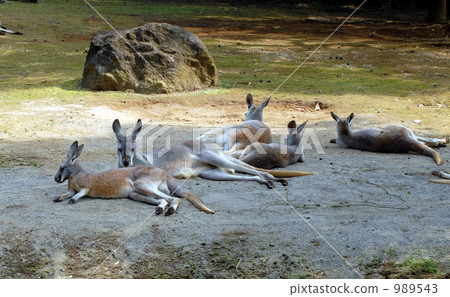 一群紅色袋鼠 989543