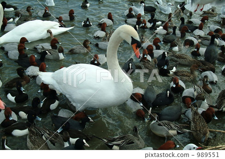 bird meat, migratory, migratory bird 989551