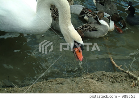 bird meat, migratory, migratory bird 989553