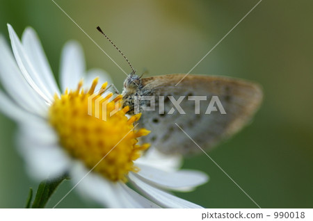 butterfly, butterflies, bloom 990018