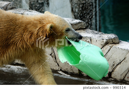 北極熊 熊 哺乳動物 990314