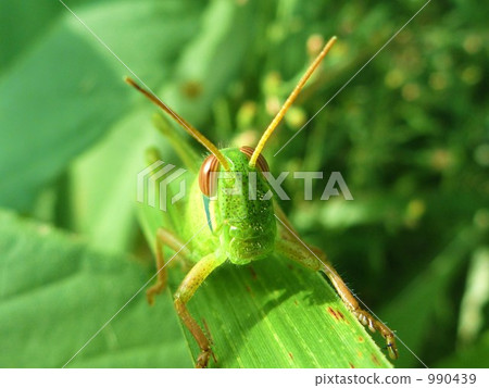 蚱蜢 蝗蟲 日本螞蚱 990439