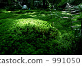 Moss garden. 991050