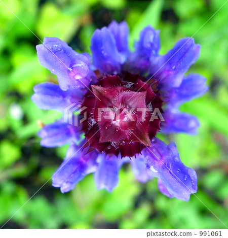 Blue flowers. Blue flowers. 991061