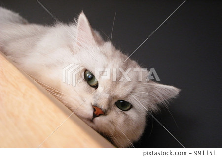 At a cat cafe. 991151